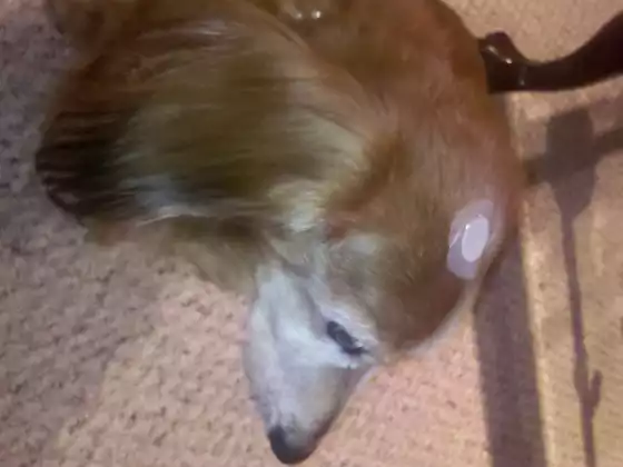 Advanced LifeWave Training: Patching Animals