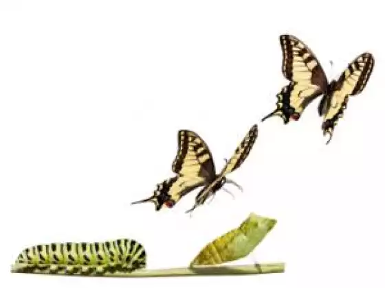 Thriving in the Midst of Change