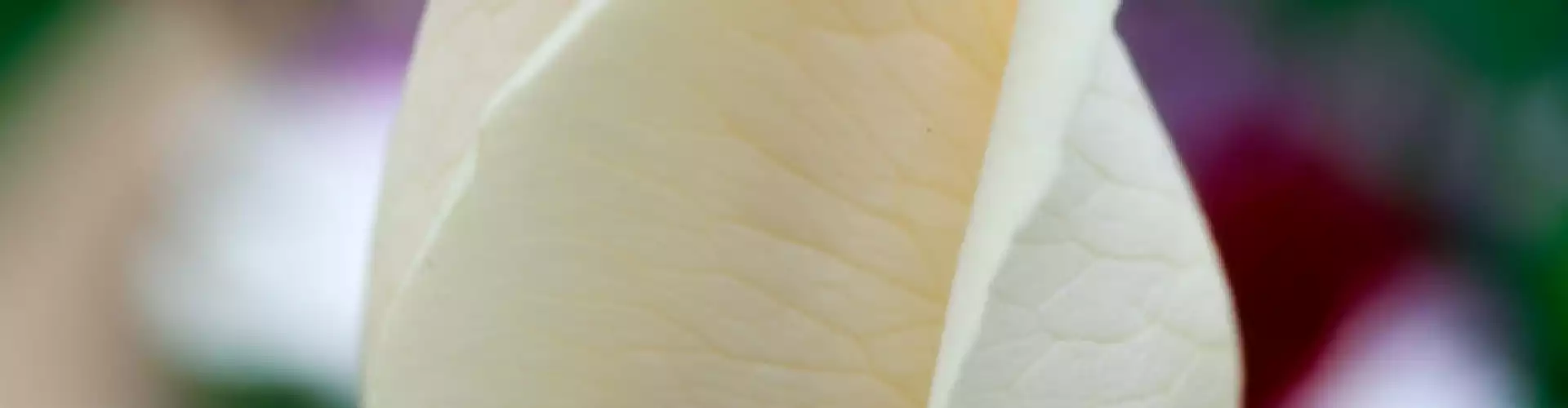 Letting Go of Perfection Meditation 2 - Online Class by Danielle Gibbons