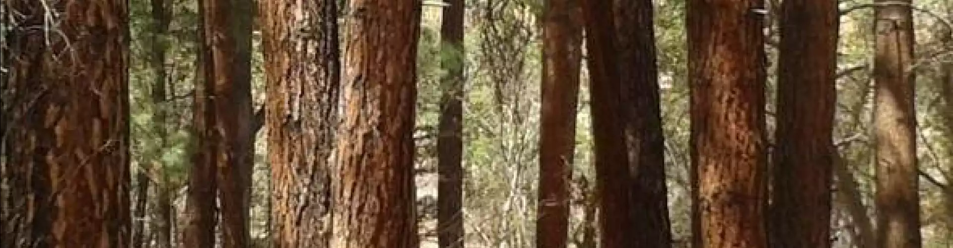 ONLINE TREE SHAMAN CLASS WITH COURSE WORK - Online Class by Carol  Day