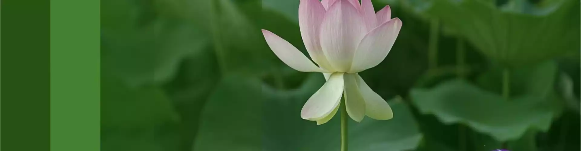 Zertifizierung „Die Ziele Ihrer Seele manifestieren“: On-Demand - Online Class by Dr. Linda Howe