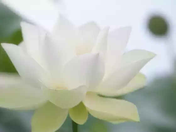 33분 동안 원격 레이키 힐링